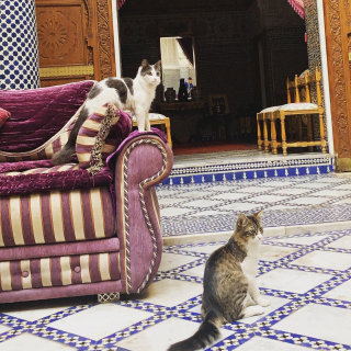 ✨our perfect companions✨
.
.
.
.
@palais.hotes 
.
.
.
.
#palaisdhotes #medina #riad #love #luxuryhomes #luxuryhotels #travel #travelblogger #morocco #maroc #fes #marrakech #rabat #riadlovers #hotel #influencer #blue #love #peace #fashion #style #styleblogger #design #photography #fashion #caftan #shooting #glam #makeup #beauty